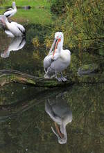 Pelikan im Weltvogelpark Walsrode am 05.10.2020.