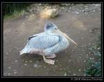 Pelikan - Rtelpelikan auch Rotrckenpelikan (Pelecanus rufescens) - Fotografiert im Duisburger Zoo.