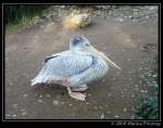 Pelikan - Rtelpelikan auch Rotrckenpelikan (Pelecanus rufescens) - Fotografiert im Duisburger Zoo.