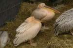 Zwei Rosapelikane (Pelecanus onocrotalus) im Winterquartier der Berliner Tierparks.