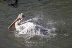 Krauskopfpelikan (Pelecanus crispus) geniesst den erten warmen Tag mit einem ausgiebigen Bad.