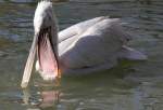 Krauskopfpelikan (Pelecanus crispus) bei der Mundhygiene.