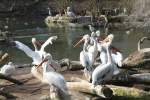 Eine Gruppe Krauskopfpelikane (Pelecanus crispus) beim Sonnen.