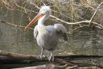 Krauskopfpelikan (Pelecanus crispus) am 11.3.2010 im Zoo Berlin.