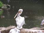 Pelikane im Berliner Zoo.