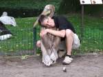 Juveniler Rosapelikan  Rambo  wird von mir im Tierpark Berlin gekuschelt