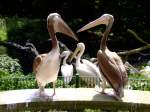 Juvenile Rosapelikane  Rambo und Zorro  auf einer Steinbank sitzend im Tierpark Berlin