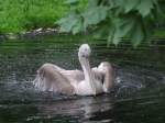 Ein Krauskopfpelikan beim Baden im Tierpark Berlin