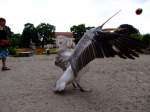 Krauskopfpelikan beim Ballspiel im Tierpark Berlin