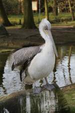 Krauskopfpelikan (Pelecanus crispus) im Tierpark Berlin.