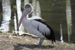 Brillenpelikan (Pelecanus conspicillatus) im Tierpark Berlin.