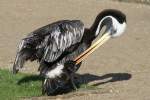 Chile-Meerespelikan (Pelecanus thagus) im Tierpark Berlin.