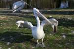 Krauskopfpelikan (Pelecanus crispus) im Tierpark Berlin.