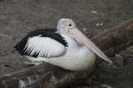 Brillenpelikan (Pelecanus conspicillatus) im Tierpark Berlin.