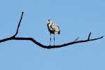 Ein Fischreiher sitzt auf einem Baum ber dem Farchauer Mhlenteich, 06.07.2014