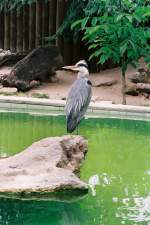 Graureiher im Allwetterzoo (MNSTER/Deutschland, 29.06.1999) -- Foto eingescannt