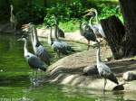 Graureiher (Ardea cinerea) im Tierpark Berlin