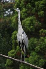 Graureiher (Ardea cinerea) am 25.7.2010 im Zoo Heildelberg.