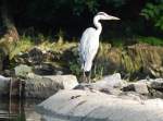 Ausgewachsener GRAUREIHER hlt am 1.8.2014 Ausschau nach Beute am Siegwasserfall in SCHLADERN- er war so  cool ,dass er sich auch nicht durch eine Gruppe Jugendlicher stren lie,die