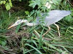 Graureiher auf Futtersuche in der freien Natur - 04.07.2016