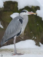 Ein Graureiher im Winter (Zoo Dortmund, Februar 2010)