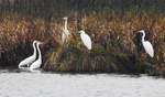 5 SILBERREIHER IM WESTERWALD/BREITENBACHTALSPERRE  Bei meinem allerersten vorsichtigen Rundgang um die bei WAIGANDSHAIN gelegene BREITENBACHTALSPERRE,mit ca.