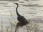 An der Elbe in Bad Schandau ein Reiher bei der Erholung am 09.