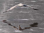 Abflug eines Reiher vom Elbufer in Bad Schandau am 09.