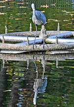 Graureiher im Schillerpark Euskirchen  mit Wasserspiegelung - 26.10.2022