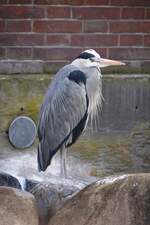 Graureiher im Zoologisch-Botanischen Garten Wilhelma (STUTTGART/Deutschland, 20.10.2018)