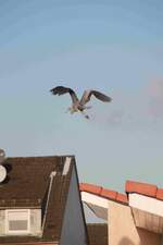 Der gleiche Fischreier beim Abflug in Solingen - Grnewald.