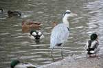 Graureiher (Ardea cinerea) am Ententeich im Tierpark Berlin.