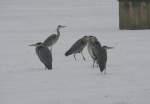 Ein Gruppe Graureiher (Ardea cinerea) vor dem Schloss Friedrichsfelde.