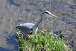 Fischreiher auf Jagd in der Ahr (bei Bad Neuenahr) 18.04.2010