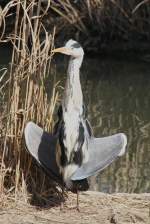 Graureiher (Ardea cinerea) beim Sonnen anbeten.