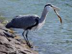 Graureiher(Ardea cinerea), umgangssprachlich Fischreiher verzehrt am Hafen Volendam gensslich seine Beute;100904