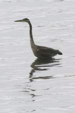 Kanadareiher (Ardea herodias) im Saint-Lawrence-River.