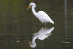 Dieser Silberreiher (Casmerodius albus oder auch Ardea alba) hat gerade einen Fisch gefangen.