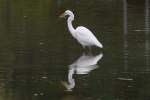 Ein Silberreiher (Casmerodius albus oder auch Ardea alba) kmpft mit einem Fisch.