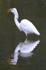 Dieser Silberreiher (Casmerodius albus oder auch Ardea alba) hat es fast geschafft eine Fisch zu verschlucken.