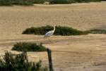 Am 04.05.1995 fotografierte ich diesen Reiher in der Camargue in Sdfrankreich (Dia gescannt)