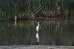 Silberreiher (Ardea alba) am 6.10.2010 in Burlington,ON.