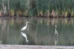 Begegnung zwischen einem Silberreiher (Ardea alba) und einem Kanadareiher (Ardea herodias) am 6.10.2010 in Burlington,ON.