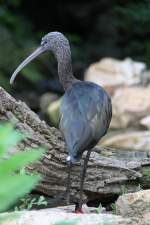 Braune Sichler (Plegadis falcinellus) am 26.6.2010 im Leipziger Zoo.