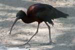 Brauner Sichler (Plegadis falcinellus) im Tierpark Berlin.