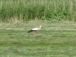 Diesen Storch sichtete ich auf Wiese an Strae von der B 105 nach Gostorf 22.06.2009