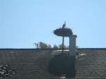 Ein Storch nistet im Burgenland.(16.8.2011)