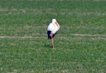 Storch auf einer Wiese bei Erftstadt - 06.02.2012