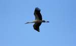 Storch am 09.06.2012.
