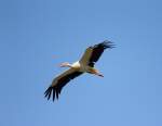 Storch am 04.07.2012.